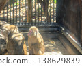 Japanese macaques 138629839