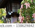 Omiya Hikawa Shrine: Stone lanterns and Japanese andromeda 138629842