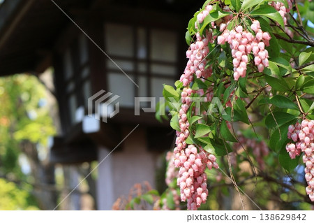 大宮冰河神社:石燈籠與日本仙女座 大宮冰河神社:石燈籠與日本仙女座 138629842