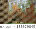 European Buzzard 138629845