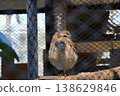 Anaholy owl 138629846