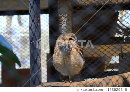 Anaholy owl Anaholy owl 138629846