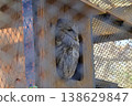 Mori owl 138629847