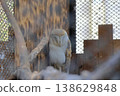 owl   138629848