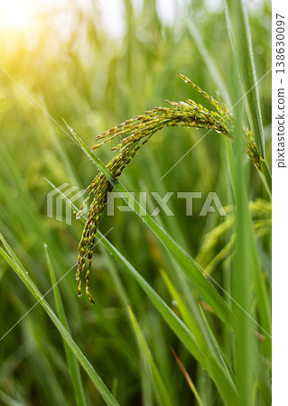 Rice paddy rural countryside with sunlight Rice paddy rural countryside with sunlight 138630097