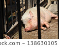 Mini pig 138630105