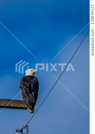 A bald eagle perched on a utility pole in Vancouver, Canada. A bald eagle perched on a utility pole in Vancouver, Canada. 138630121