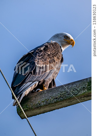 A bald eagle perched on a utility pole in Vancouver, Canada. 138630123