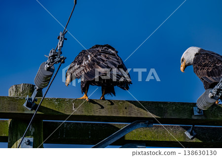 A bald eagle perched on a utility pole in Vancouver, Canada. 138630130