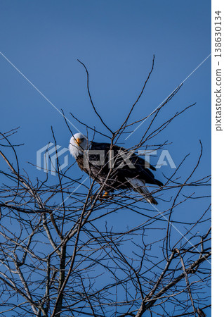 A bald eagle perched on a tree in Vancouver, Canada. 138630134