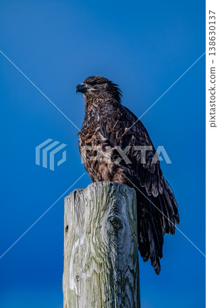 A bald eagle perched on a utility pole in Vancouver, Canada. A bald eagle perched on a utility pole in Vancouver, Canada. 138630137