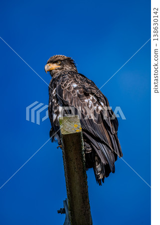 A bald eagle perched on a utility pole in Vancouver, Canada. A bald eagle perched on a utility pole in Vancouver, Canada. 138630142