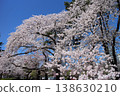 Cherry blossoms at Tsutsujigaoka Park in Miyagino Ward, Sendai City, in spring. Cherry blossoms at Tsutsujigaoka Park in Miyagino Ward, Sendai City, in spring. 138630210
