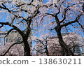 Cherry blossoms at Tsutsujigaoka Park in Miyagino Ward, Sendai City, in spring. Cherry blossoms at Tsutsujigaoka Park in Miyagino Ward, Sendai City, in spring. 138630211