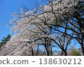 Sendai-shi Miyagino-ku Sakura of Kasaoka Park Sendai-shi Miyagino-ku Sakura of Kasaoka Park 138630212