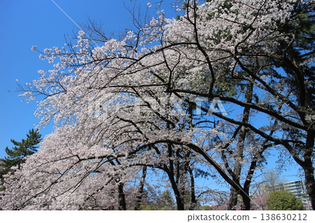Sendai-shi Miyagino-ku Sakura of Kasaoka Park Sendai-shi Miyagino-ku Sakura of Kasaoka Park 138630212