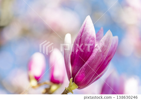 Purple Magnolia Purple Magnolia 138630246