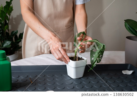 Person adjusting a climbing indoor plant on a wooden support stake. Person adjusting a climbing indoor plant on a wooden support stake. 138630502