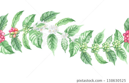 Watercolor seamless border featuring a coffee plant branch with berries and flowers. The stages of flowering and ripening of coffee beans on a plantation. Isolated hand-drawn botanical illustration. 138630525