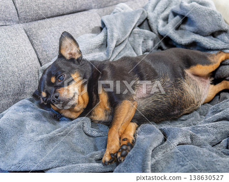 放鬆在沙發的狗 138630527