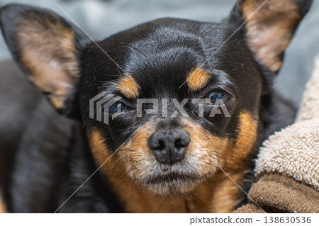 A dog relaxing on the sofa 138630536