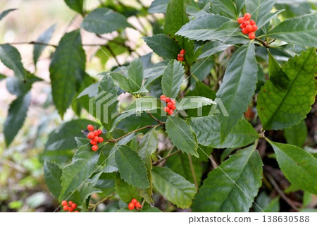 Sri fruit Sri fruit 138630588