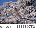Cherry blossoms in full bloom at Tsutsujigaoka Park in Miyagino Ward, Sendai City. Cherry blossoms in full bloom at Tsutsujigaoka Park in Miyagino Ward, Sendai City. 138630752