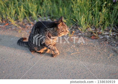 Tabby cat playing in the square 138630919