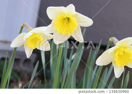 早春花園裡,杯狀水仙花盛開,花瓣潔白,花冠金黃。 早春花園裡,杯狀水仙花盛開,花瓣潔白,花冠金黃。 138630960