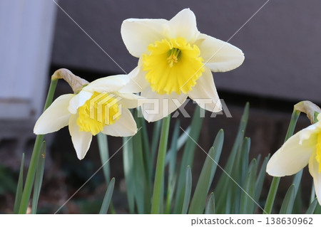 早春花園裡,杯狀水仙花盛開,花瓣潔白,花冠金黃。 早春花園裡,杯狀水仙花盛開,花瓣潔白,花冠金黃。 138630962