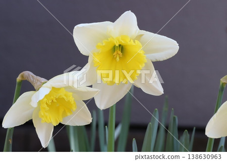 早春花園裡,杯狀水仙花盛開,花瓣潔白,花冠金黃。 早春花園裡,杯狀水仙花盛開,花瓣潔白,花冠金黃。 138630963