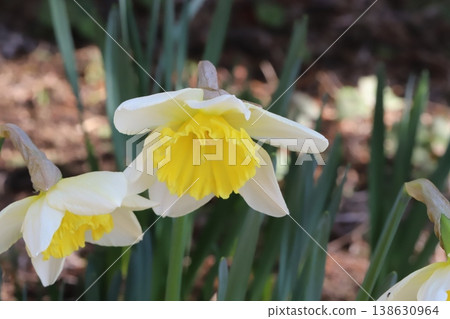 早春花園裡，杯狀水仙花盛開，花瓣潔白，花冠金黃。 138630964