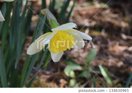 早春花園裡，杯狀水仙花盛開，花瓣潔白，花冠金黃。 138630965