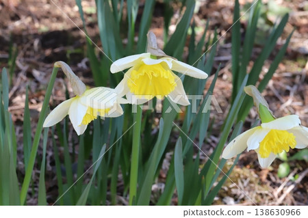 早春花園裡,杯狀水仙花盛開,花瓣潔白,花冠金黃。 早春花園裡,杯狀水仙花盛開,花瓣潔白,花冠金黃。 138630966