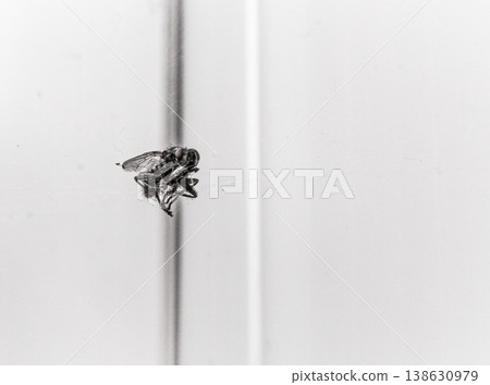 A sleeping fly caught in a spider's web A sleeping fly caught in a spider's web 138630979