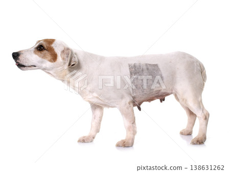 injury of jack russel terrier injury of jack russel terrier 138631262