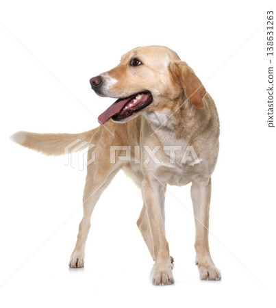 female labrador retriever female labrador retriever 138631263