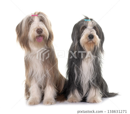 two bearded collie two bearded collie 138631271