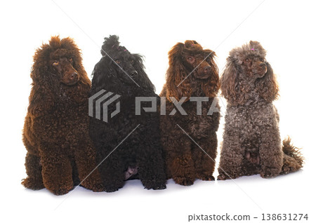 poodles in studio poodles in studio 138631274