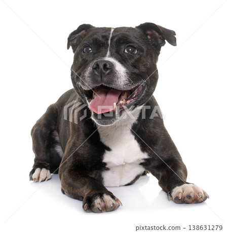 stafforshire bull terrier stafforshire bull terrier 138631279