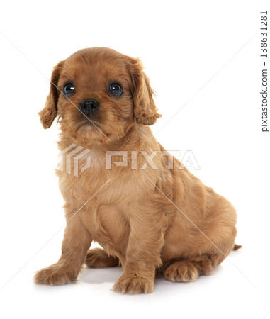 puppy cavalier king charles puppy cavalier king charles 138631281