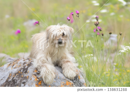 Pyrenean Sheepdog in nature 138631288