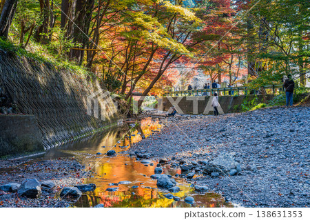 Autumn foliage at Oguni Shrine, Ichinomiya, Totomi Province, Morimachi (Shizuoka Prefecture) Autumn foliage at Oguni Shrine, Ichinomiya, Totomi Province, Morimachi (Shizuoka Prefecture) 138631353