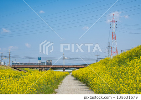 Rape blossoms blooming along the promenade of Higashi-Takasegawa River, Fushimi Ward, Kyoto City Rape blossoms blooming along the promenade of Higashi-Takasegawa River, Fushimi Ward, Kyoto City 138631679