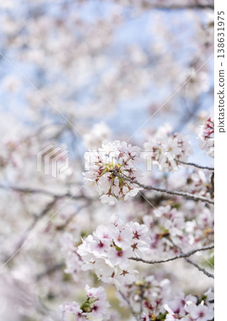 Cherry Blossoms Cherry Blossoms 138631975