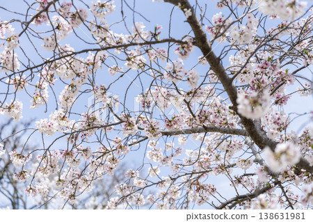 Cherry Blossoms Cherry Blossoms 138631981
