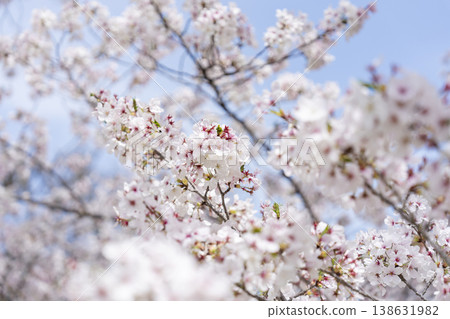 Cherry Blossoms Cherry Blossoms 138631982