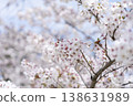 Cherry Blossoms	 138631989