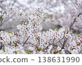 Cherry Blossoms	 138631990