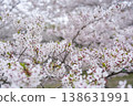 Cherry Blossoms	 138631991